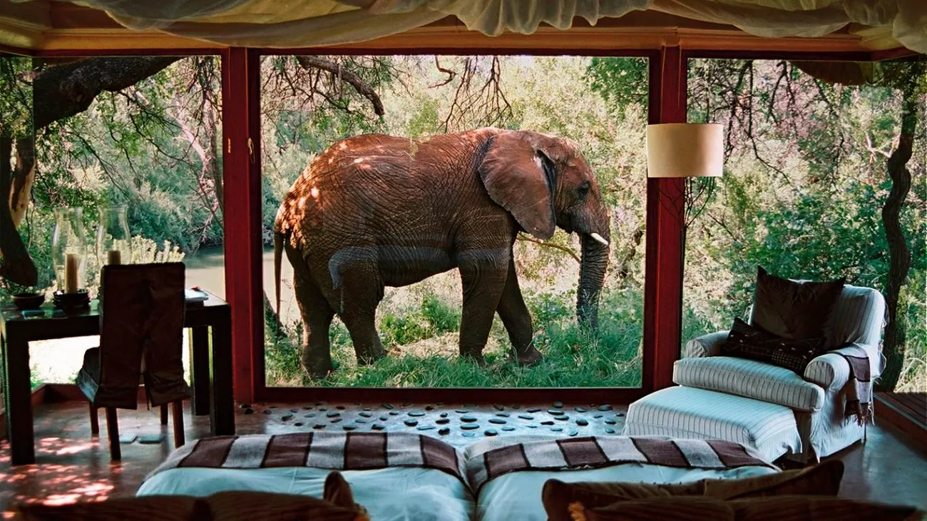 Safari in Africa: Witness Wildlife in Its Natural Habitat